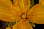 Flatwoods St. John's-wort